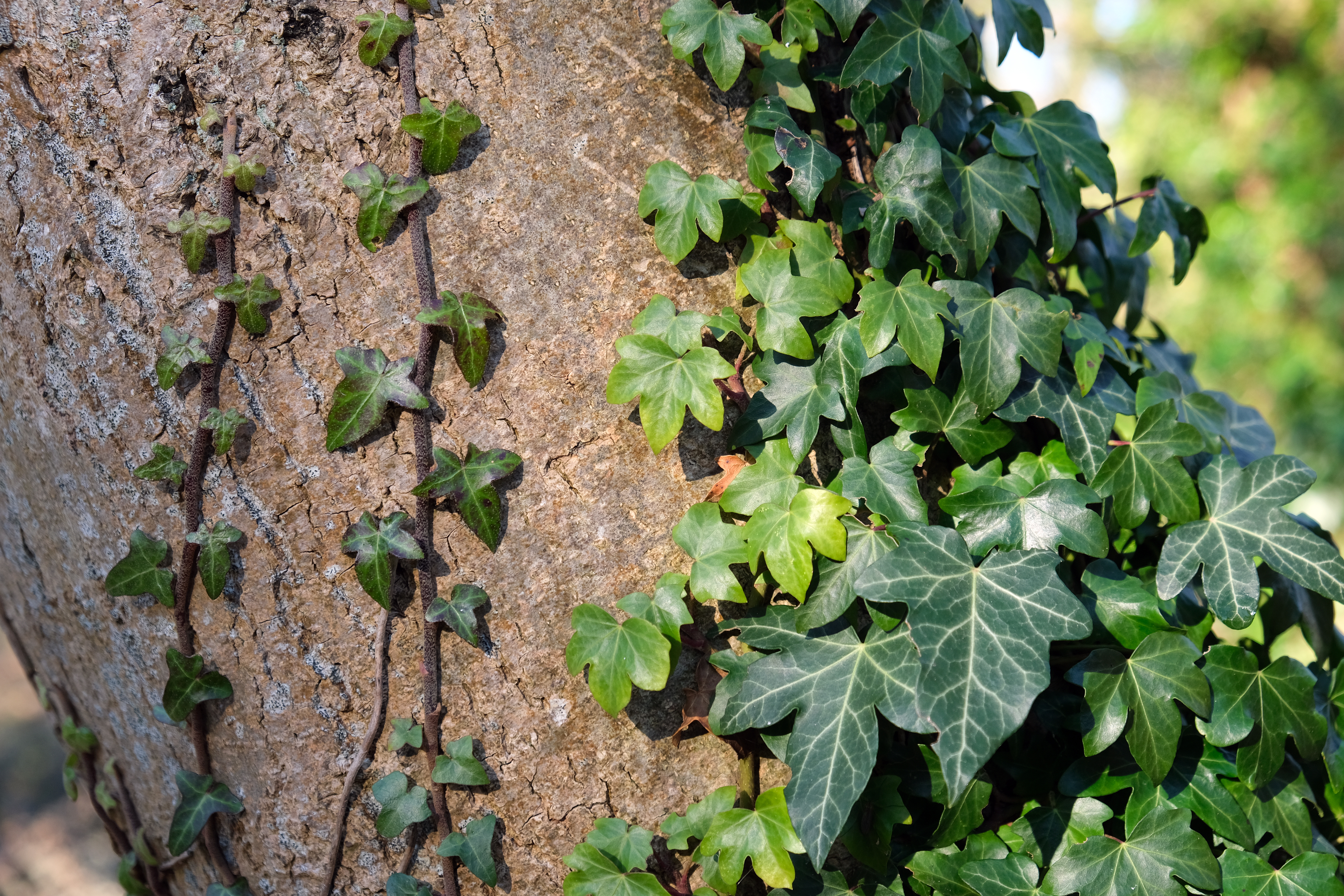Kaya Sarmaşığı - Hedera helix