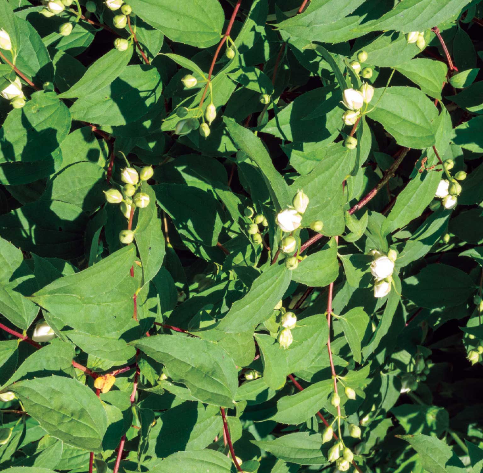 Filbahri - Philadelphus coronarius