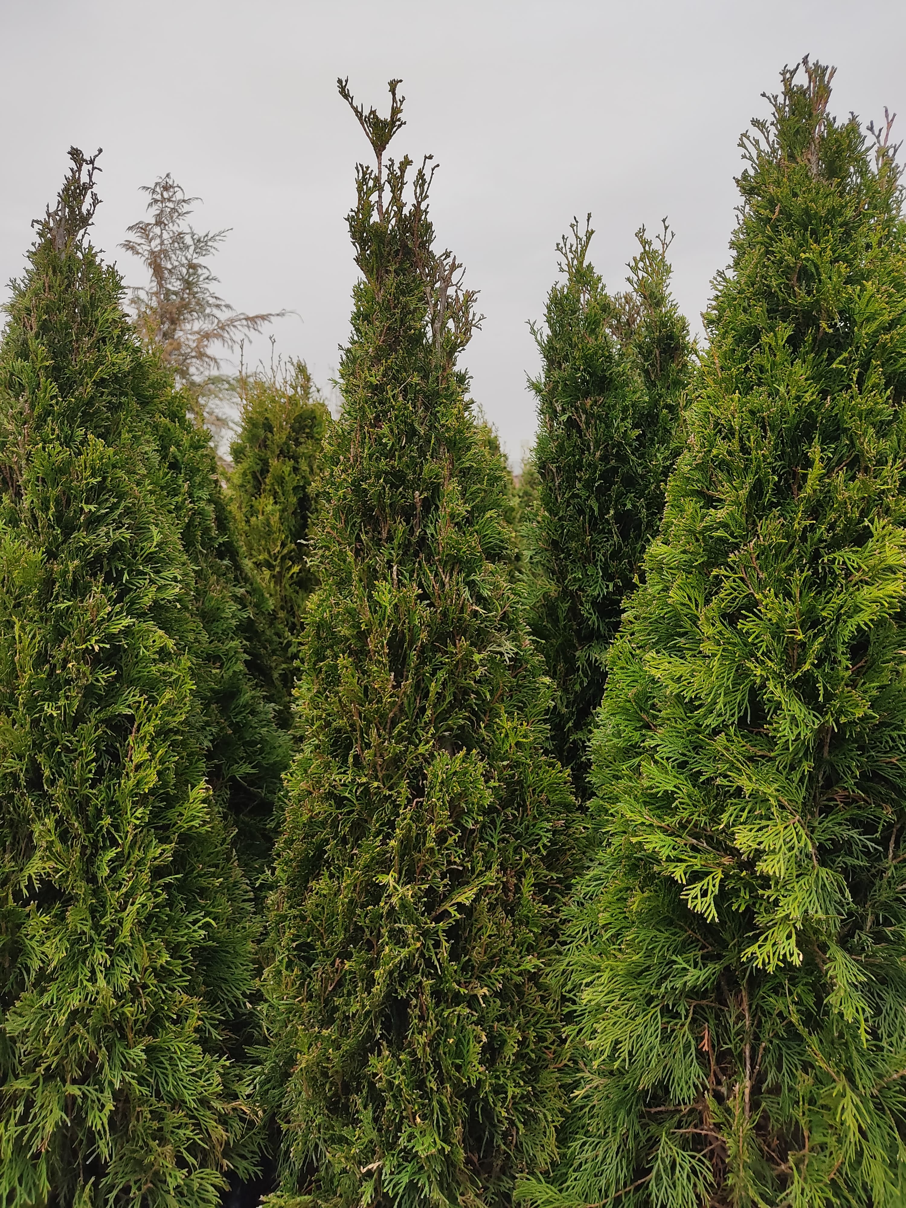 Batı Mazısı (Smaragd) - Thuja occidentalis 'Smaragd'