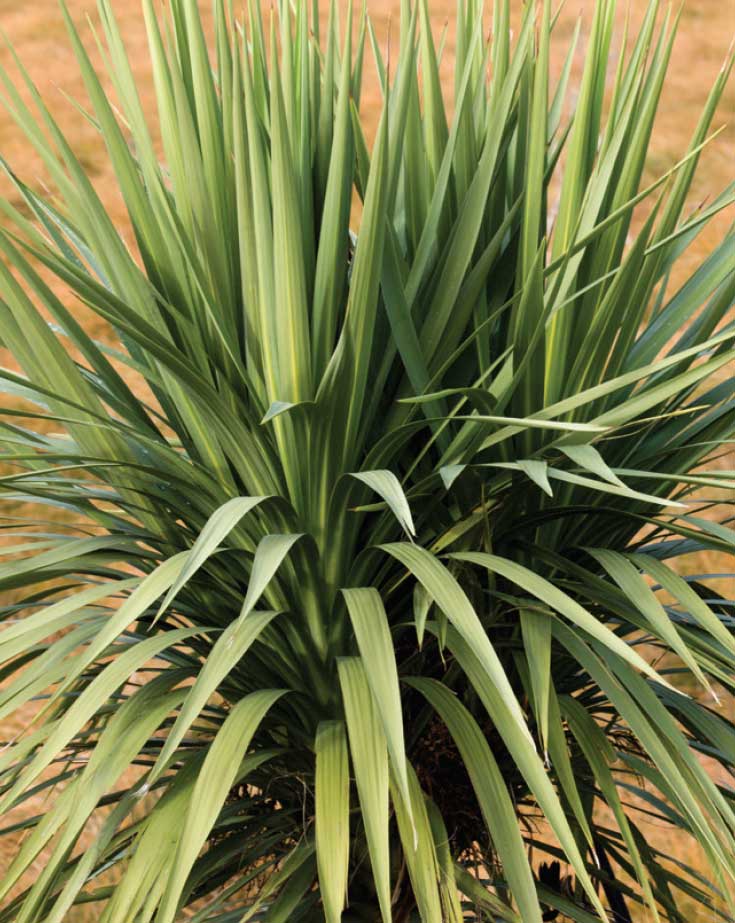 Yeni Zellanda Keteni (Formium) - Phormium tenax