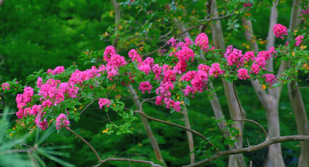 Oya Ağacı - Lagerstroemia indica