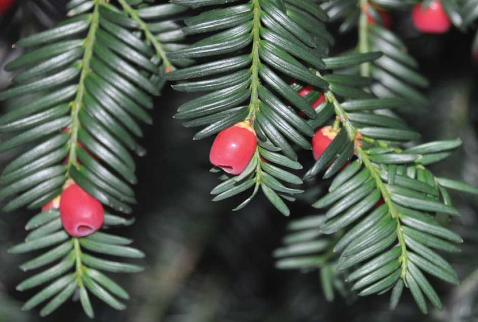 Adi Porsuk - Taxus baccata