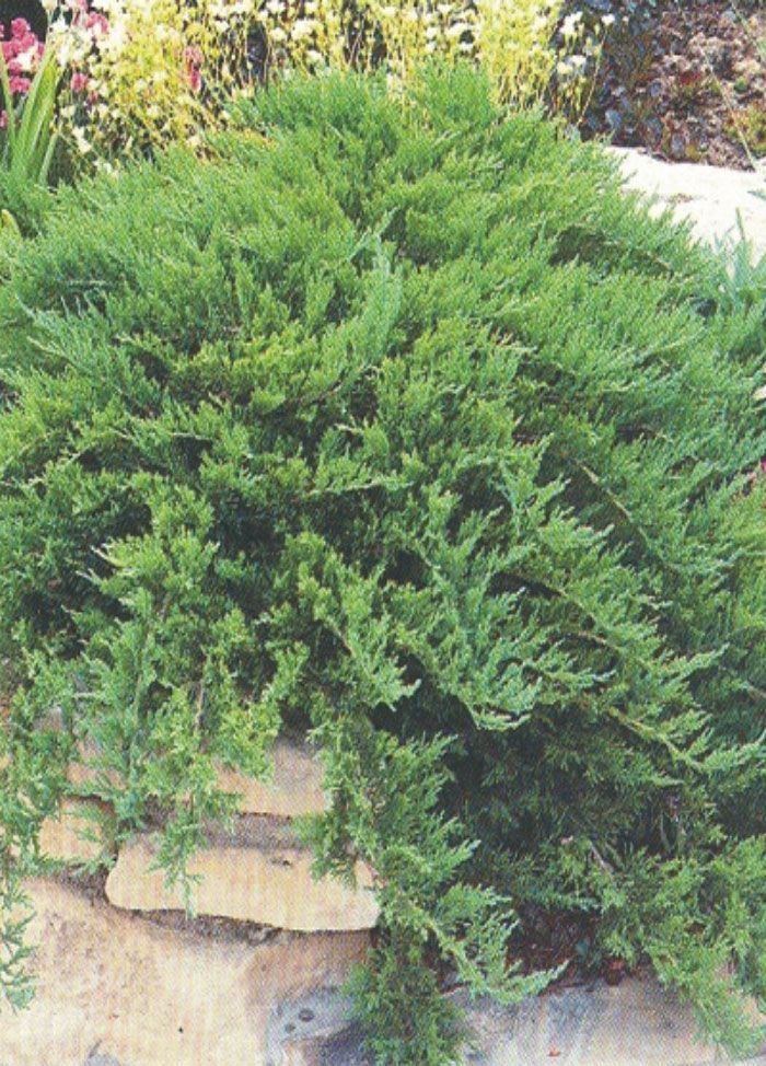 Sabin Ardıcı - Juniperus sabina