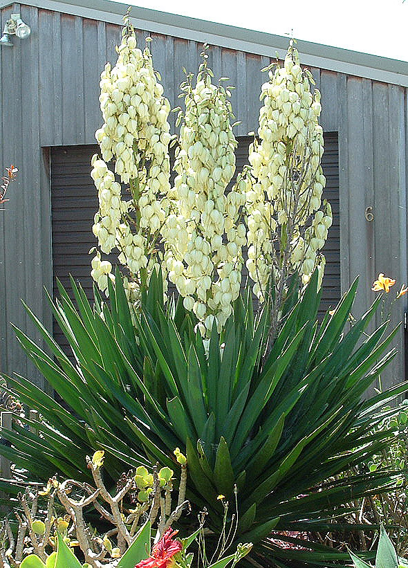 Avize Çiçeği - Yucca filamentosa