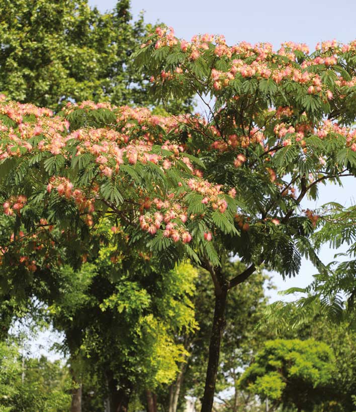 Gülibrişim - Albizzia julibrissin