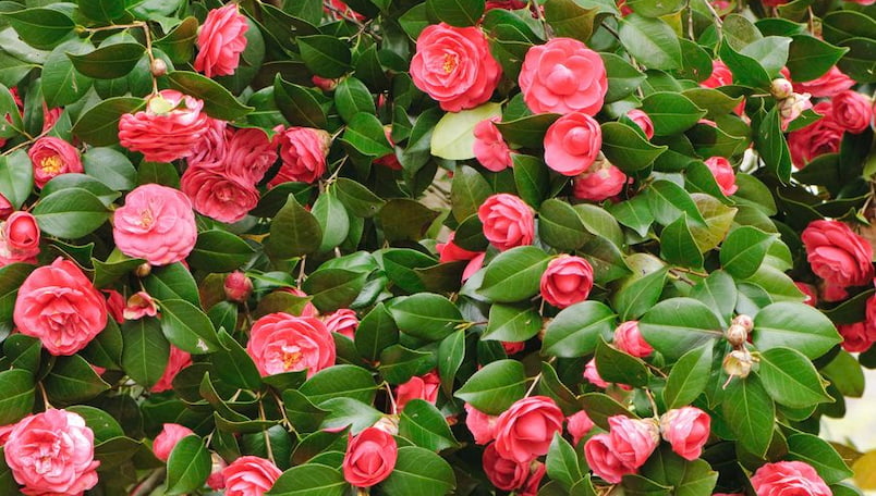 Japon Kamelyası - Camellia japonica