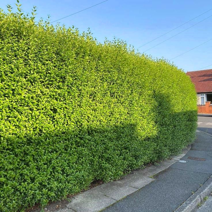 Adi Kurtbağrı - Ligustrum vulgare