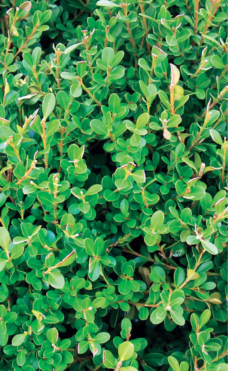 Şimşir - Buxus microphylla