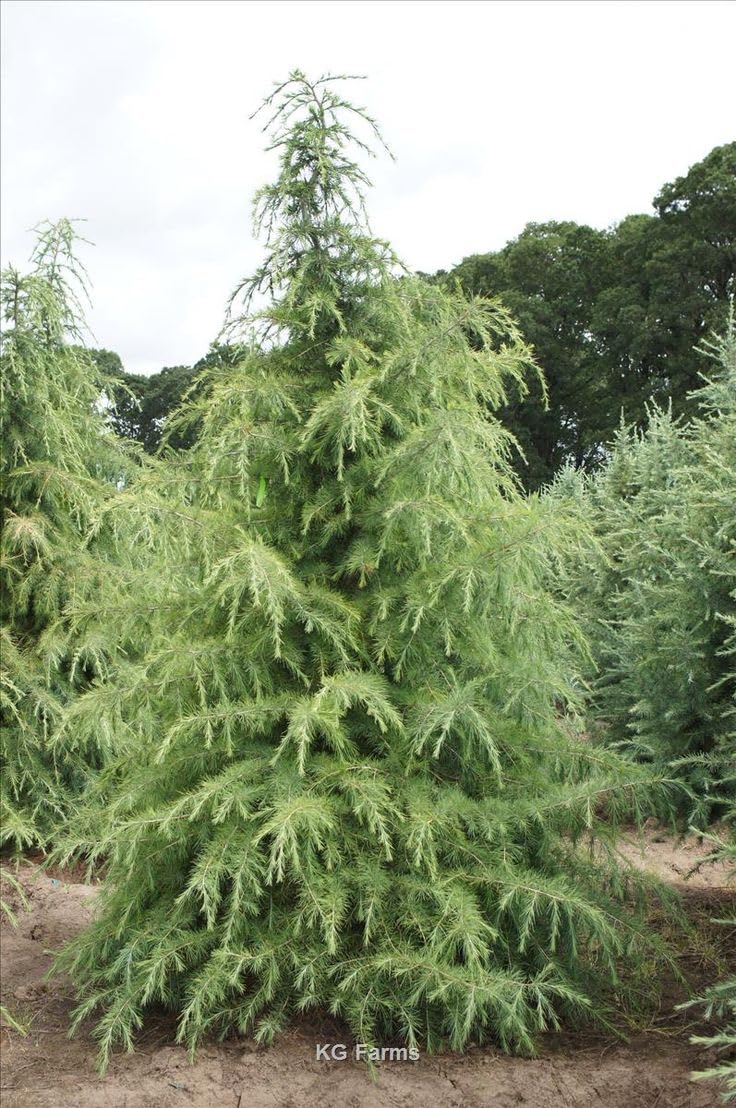 Himalaya Sediri - Cedrus deodora