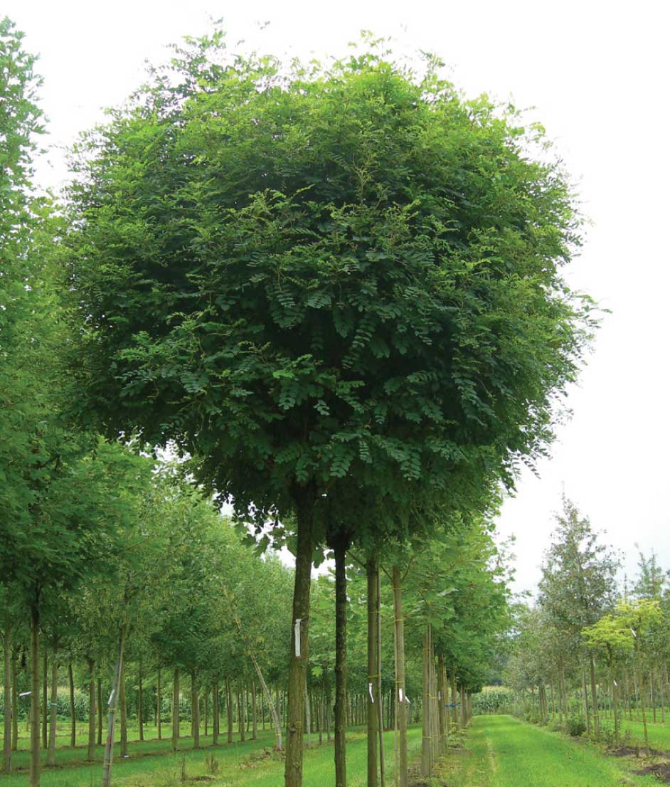 Top Akasya - Robinia pseudoacacia ‘Umbraculifera’