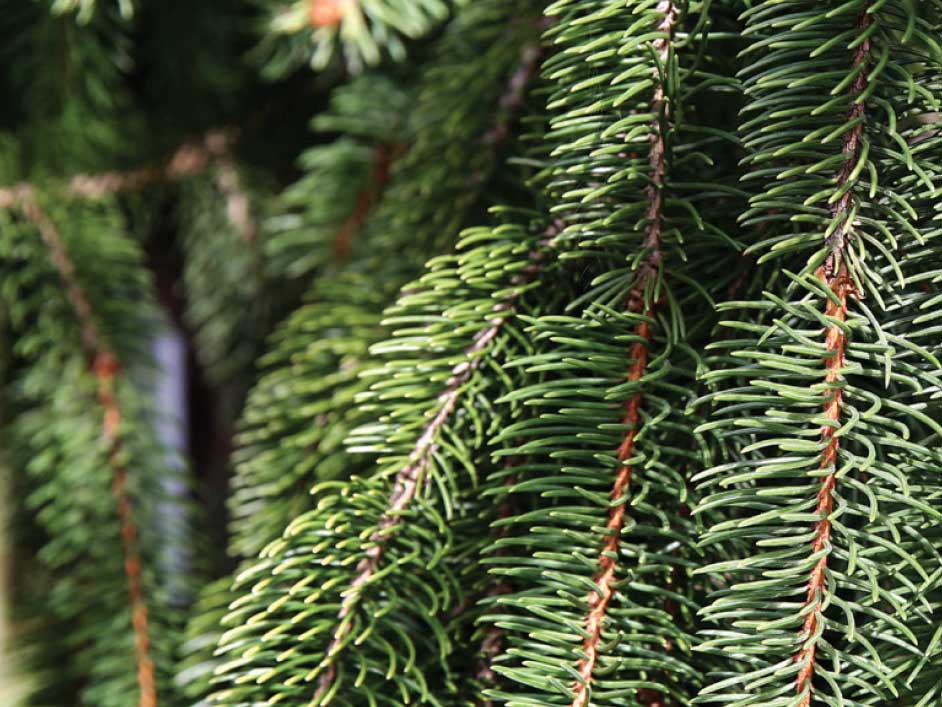 Batı Ladin - Picea abies