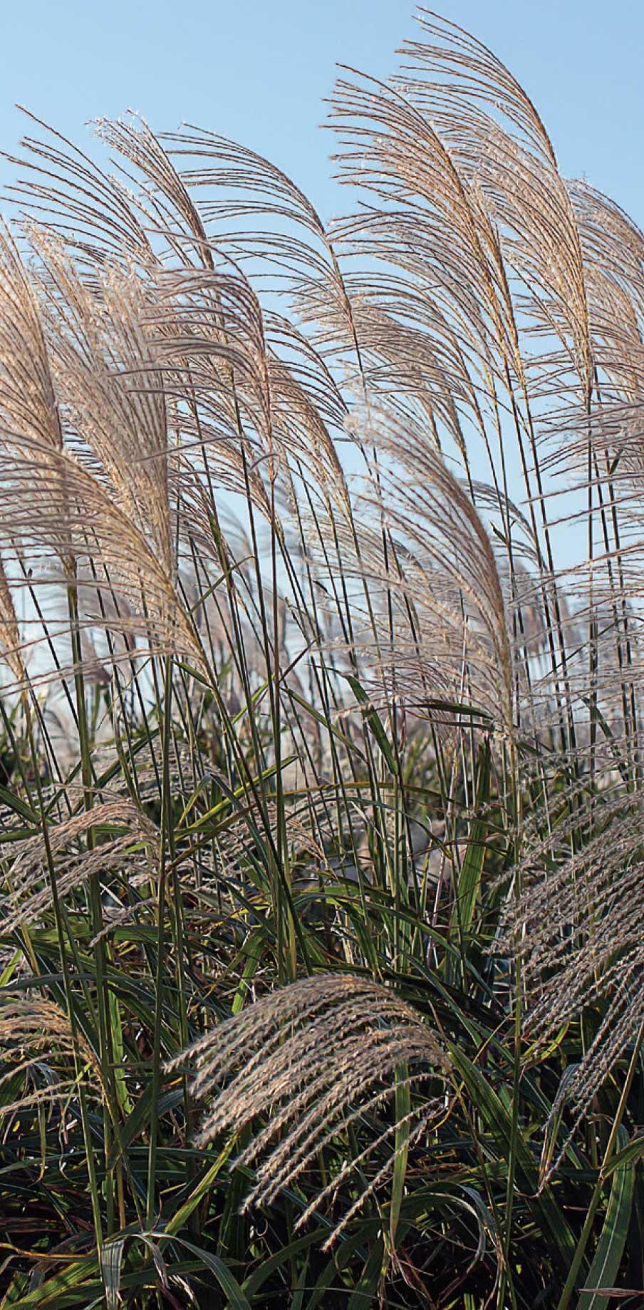 Zebra Sazı - Miscanthus sinensis