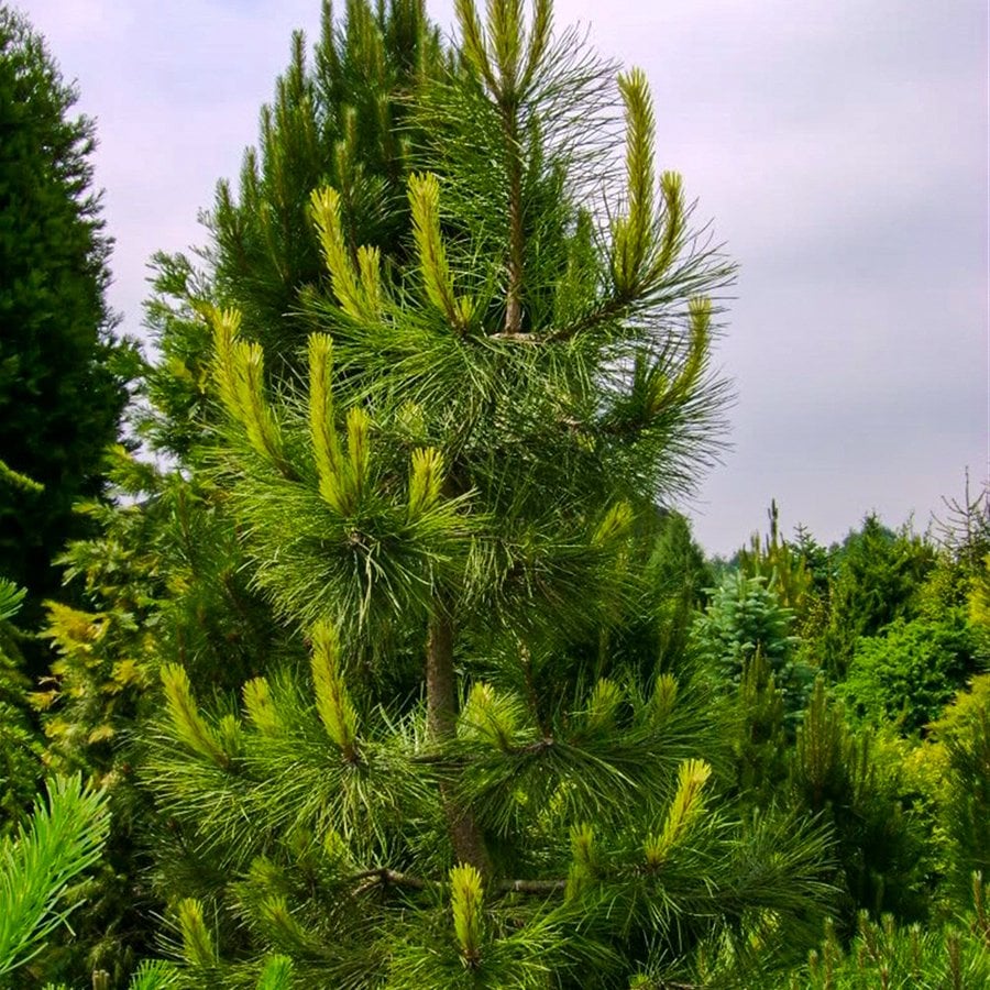 Karaçam - Pinus nigra