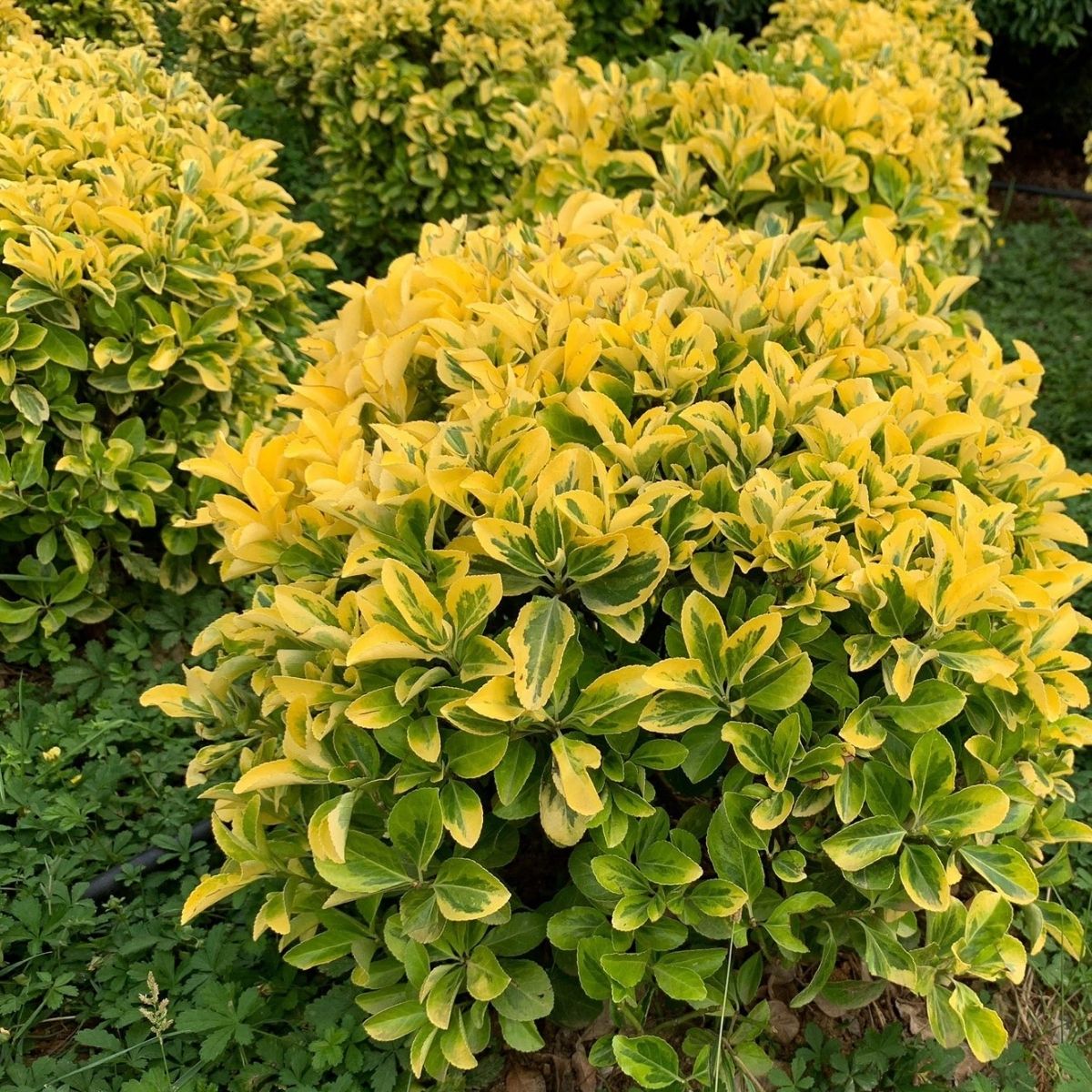 Altuni Taflan - Euonymus japonica aurea