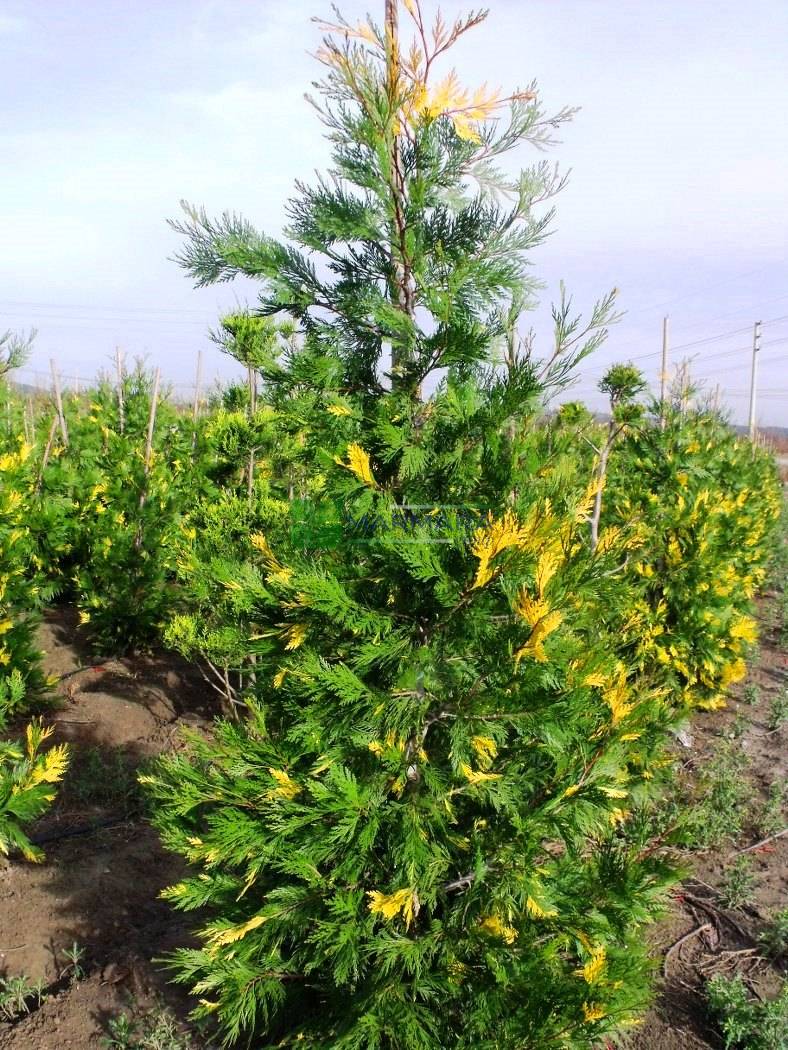 SU SEDİRİ - Calocedrus decurrens