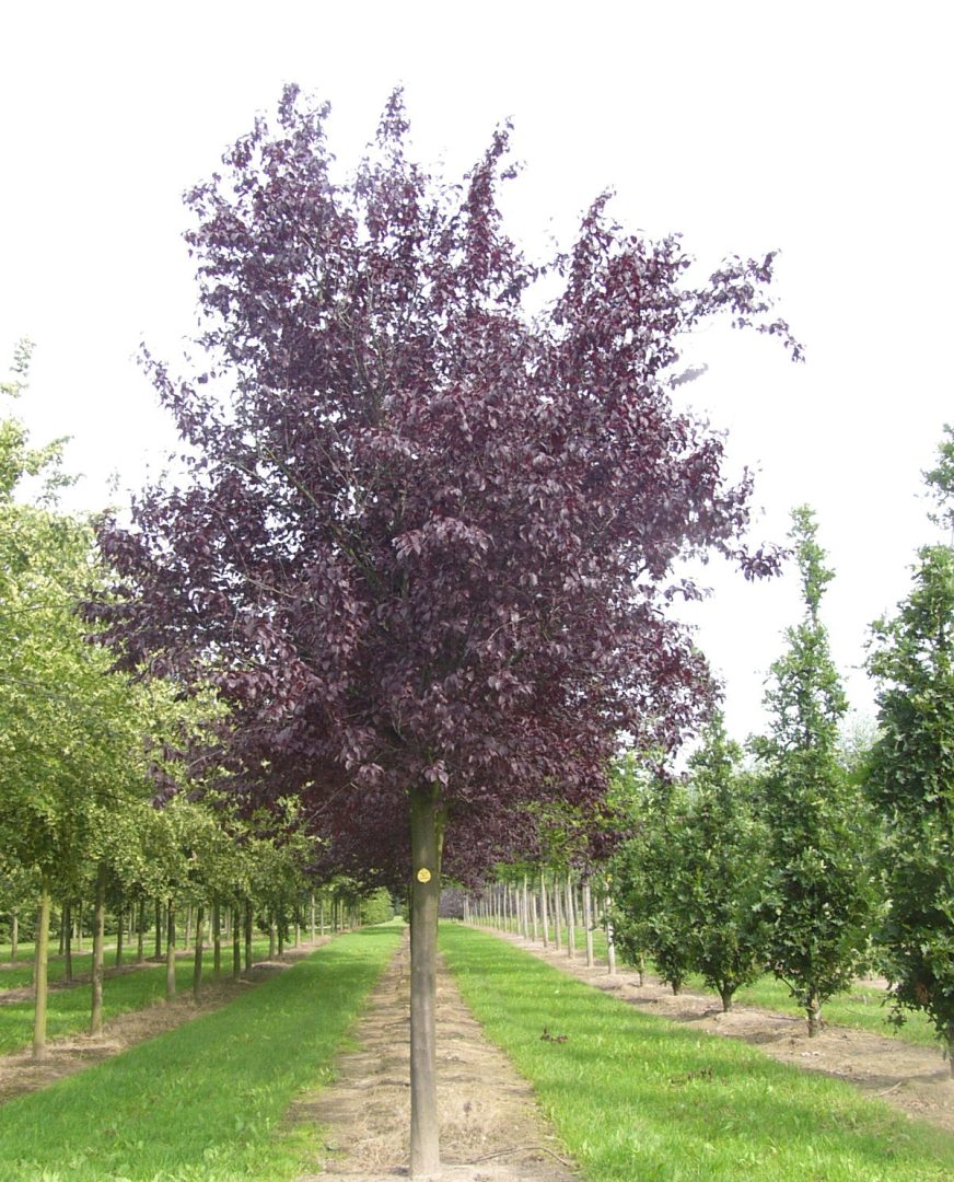 Süs Eriği - Prunus cerasifera